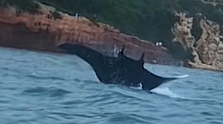 pez mantarraya salou