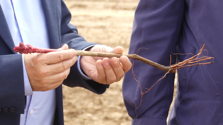 Salou revitaliza el cultivo de la viña autóctona con la plantación de 217 cepas de Pampol Girat